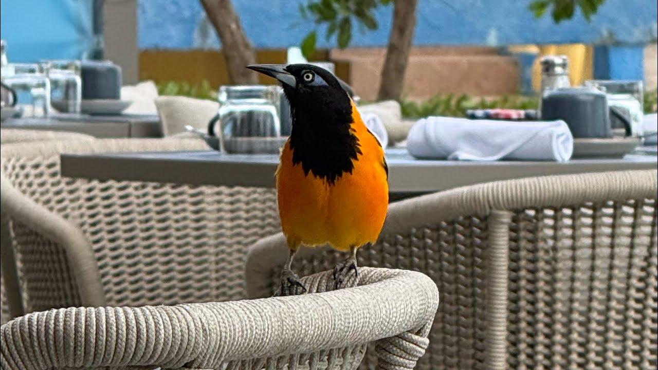 ST Regis - Aruba - Hotel Review #luxuryhotel #luxurytravel