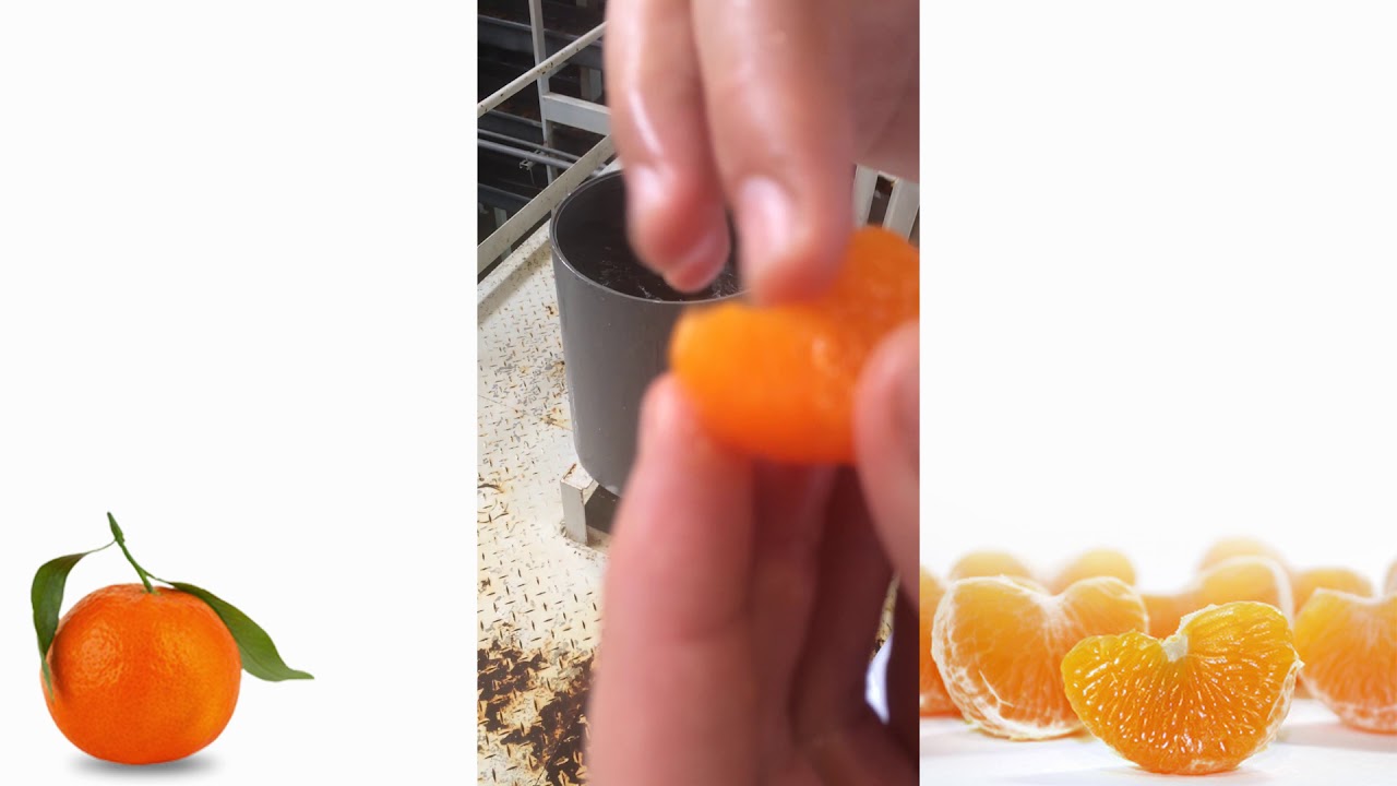 Línea de procesado de mandarina