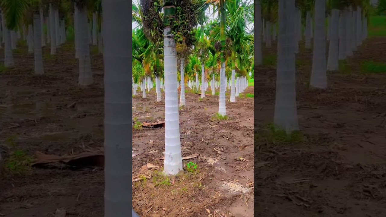 Farming for life #farming #agriculture #arecanut #arecanutfarming #agriculture