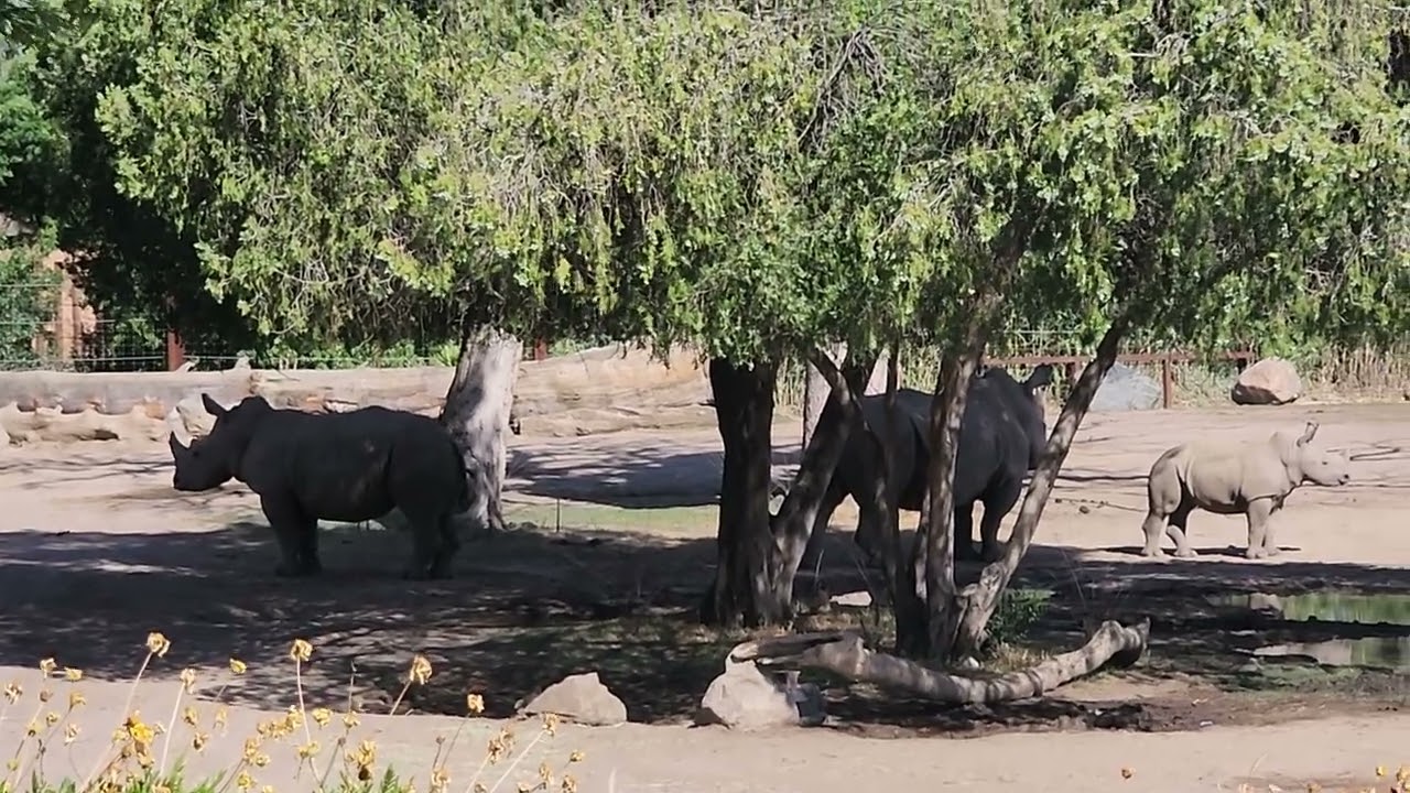 Rhinoceros family at African Adventure Fresno Chaffee Zoo