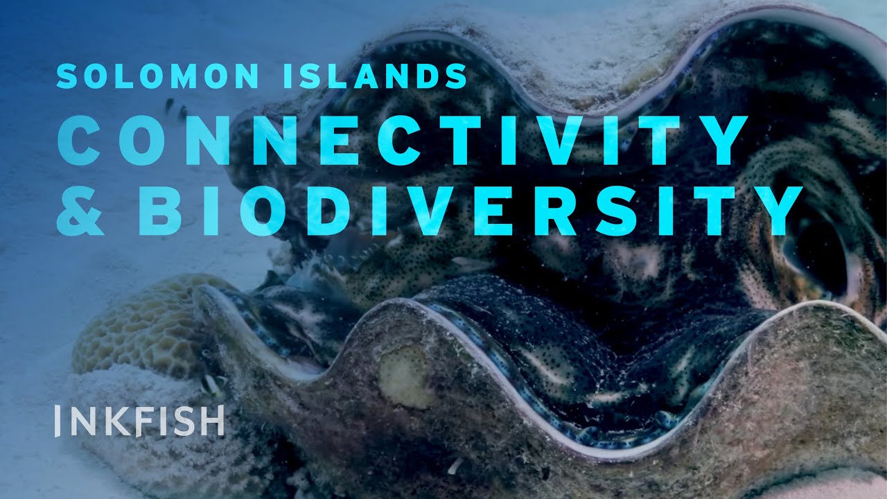 Expedition Solomon Islands – Leg 4 | Fish Surveys, BRUV Deployments & Clam Sampling
