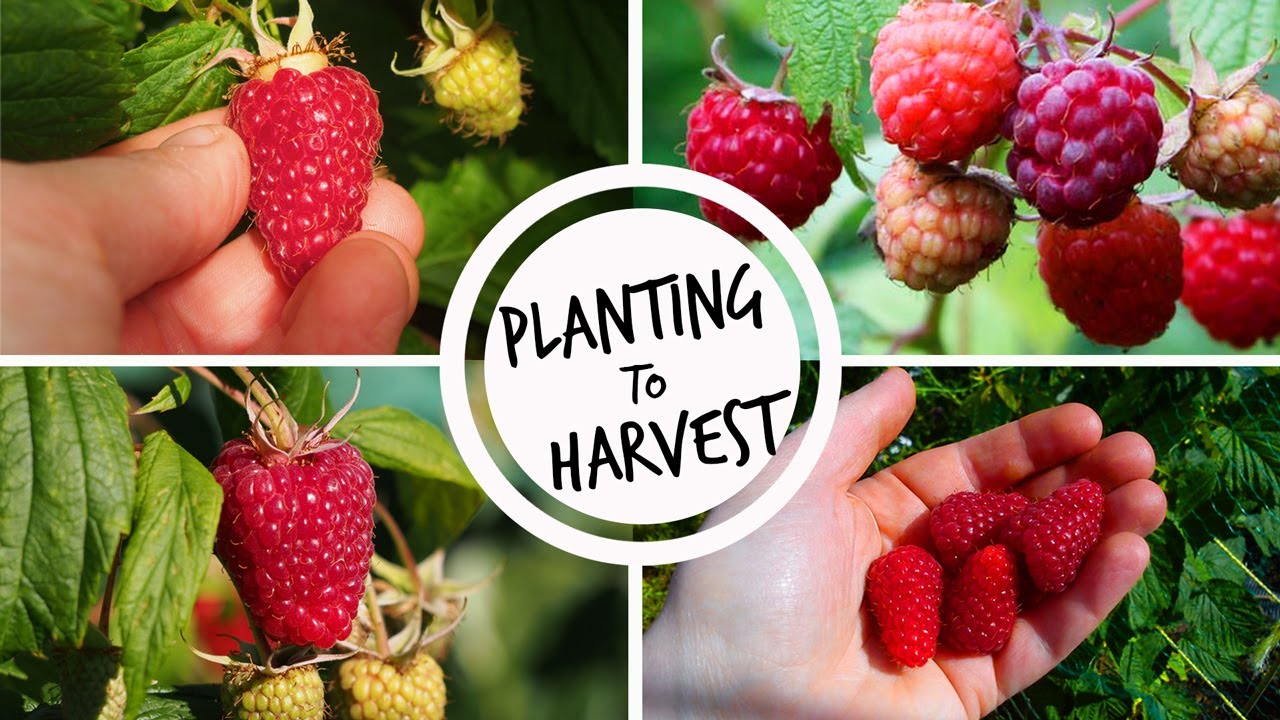 Growing Raspberries from Planting to Harvest