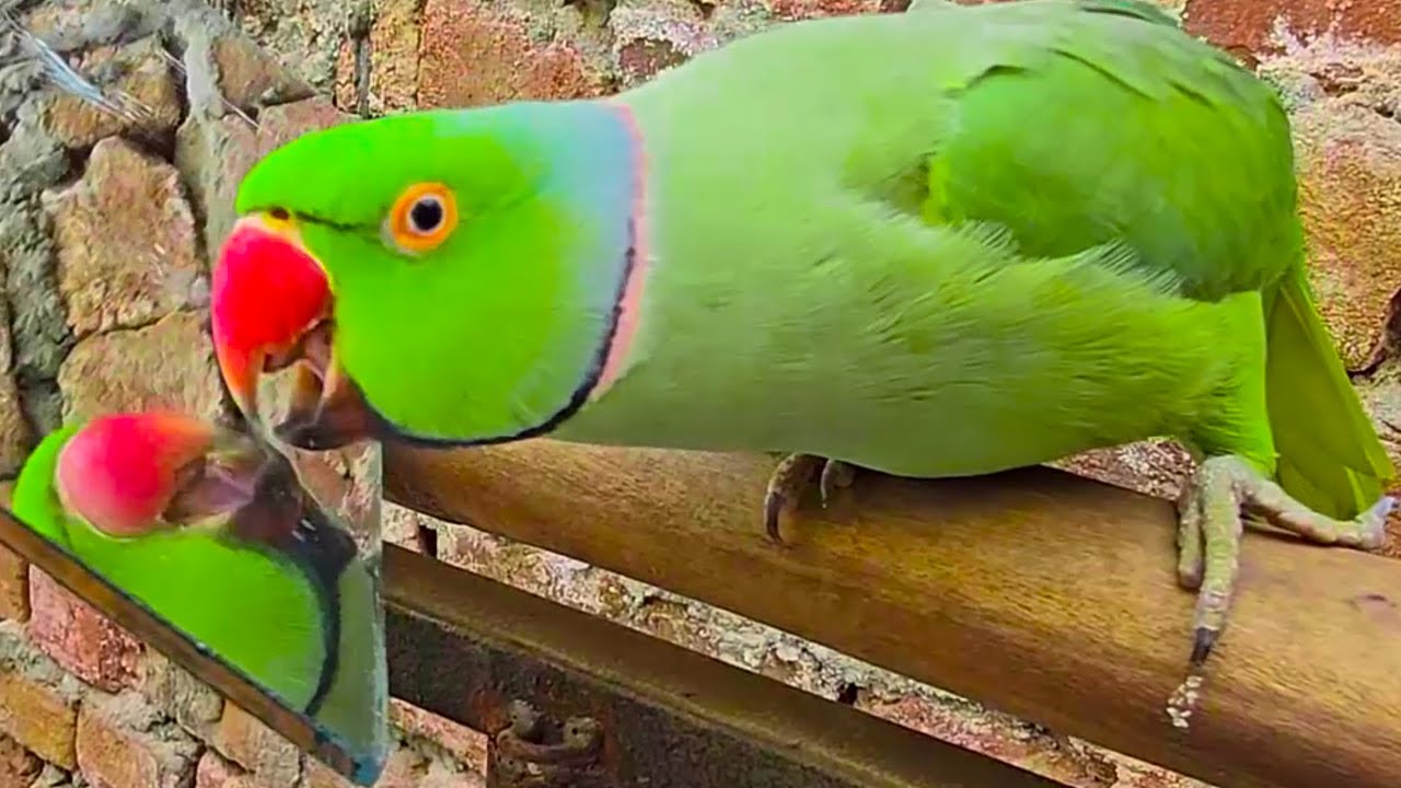 Beautiful And Amazing Parrots