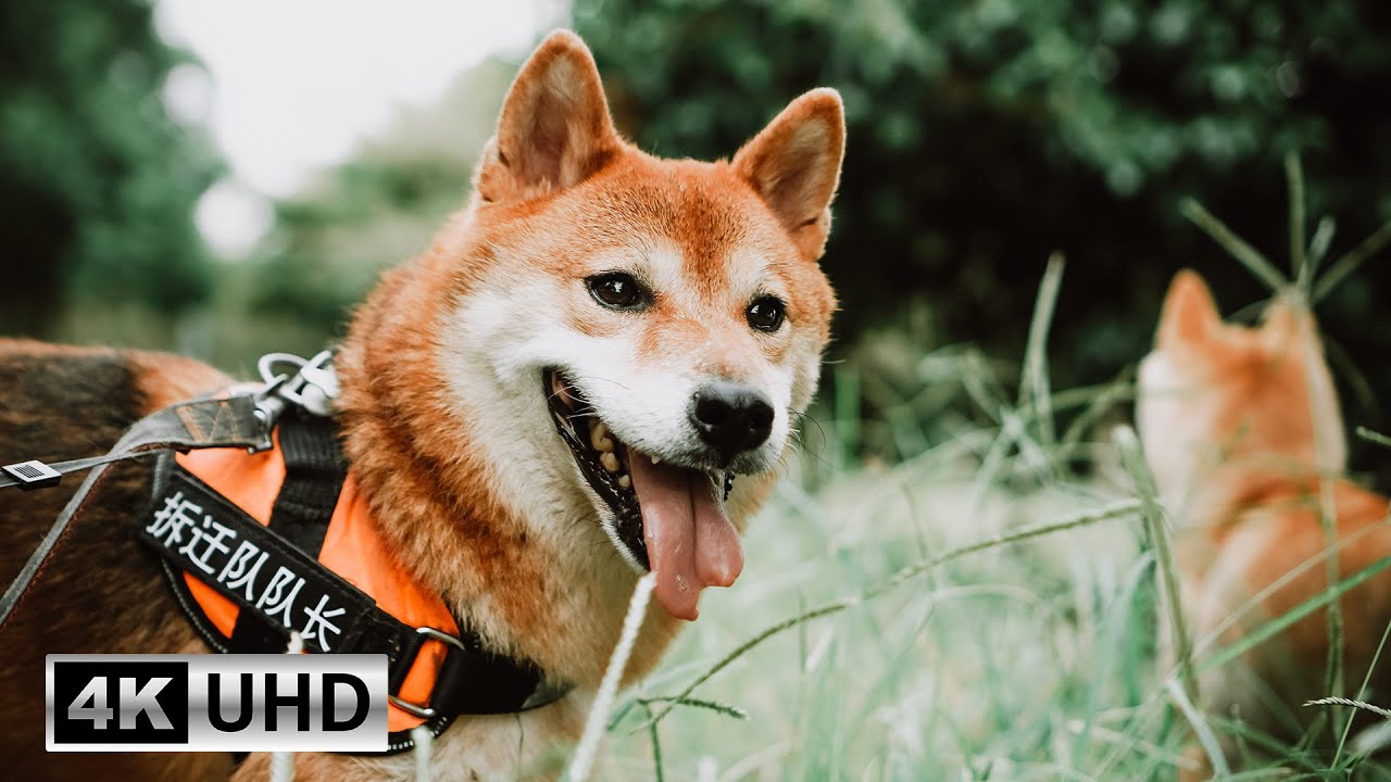 Shiba Inu Videos with Piano Relax | Soundscapes for Relaxation 4K Video