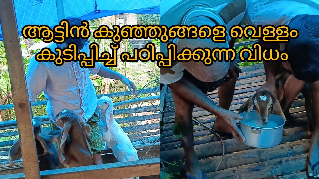 ആട്ടിൻ കുഞ്ഞുങ്ങളെ വെള്ളം കുടിക്കാൻ പഠിപ്പിക്കുന്ന വിധം