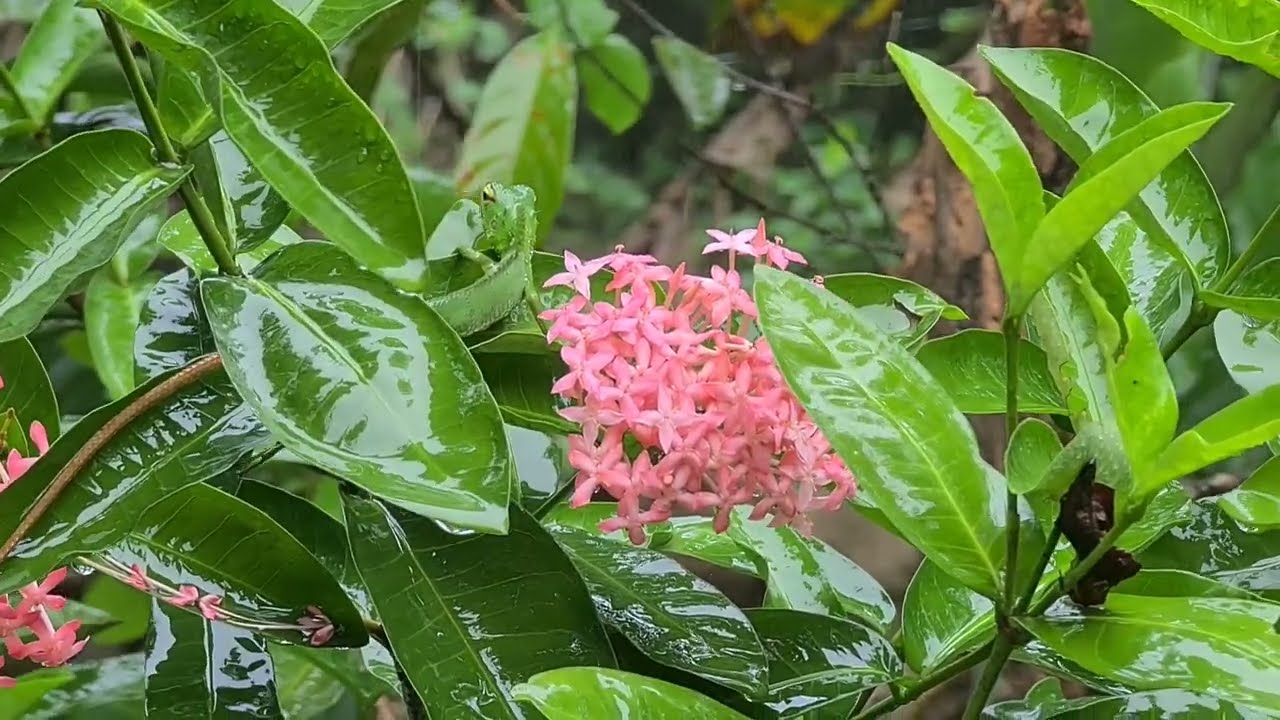 Garden Lizard Enjoys Nature's Shower 🌧️🦎 |Soothing Rain on Ixora coccinea in Sri Lanka