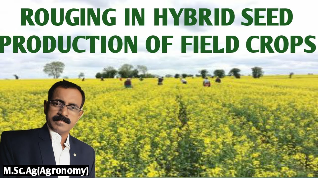 ROUGING IN HYBRID SEED PRODUCTION OF FIELD CROPS
