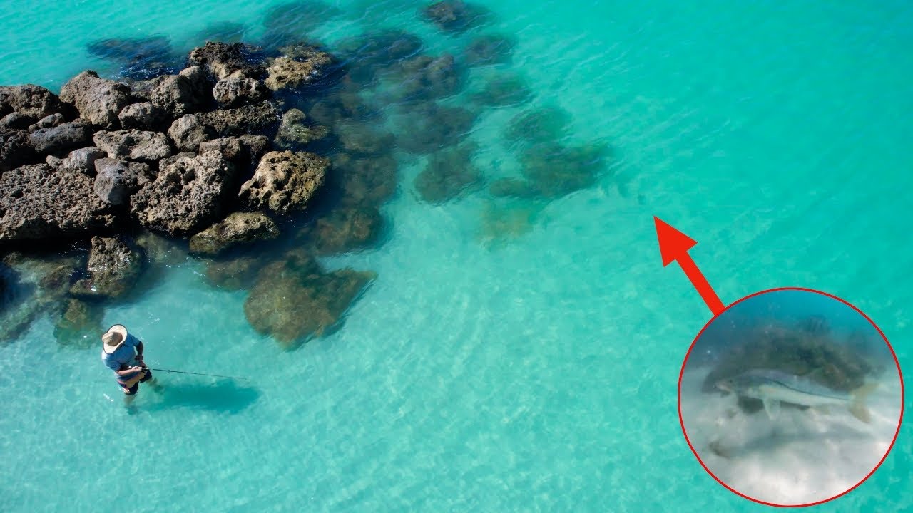 Elusive Fish...Discovering  Marco  Island Florida