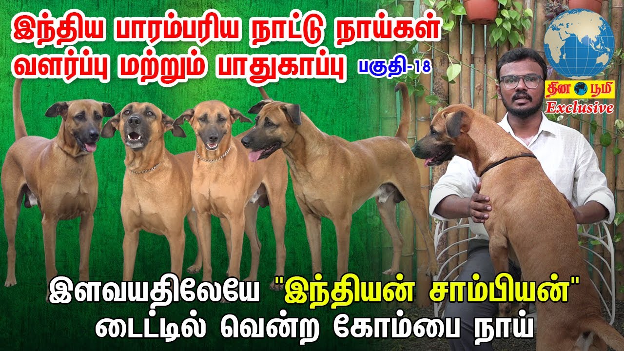 இளம் வயதிலேயே இந்தியன் சாம்பியன் டைட்டில் வென்ற கோம்பை நாய் |  Indian Dog Breed
