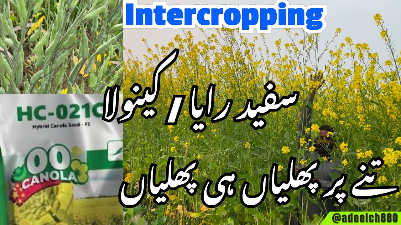 HC 021c Hybrid Canola || Mustard || سفید رایا اور کینولا || intercrop canola + Kamad