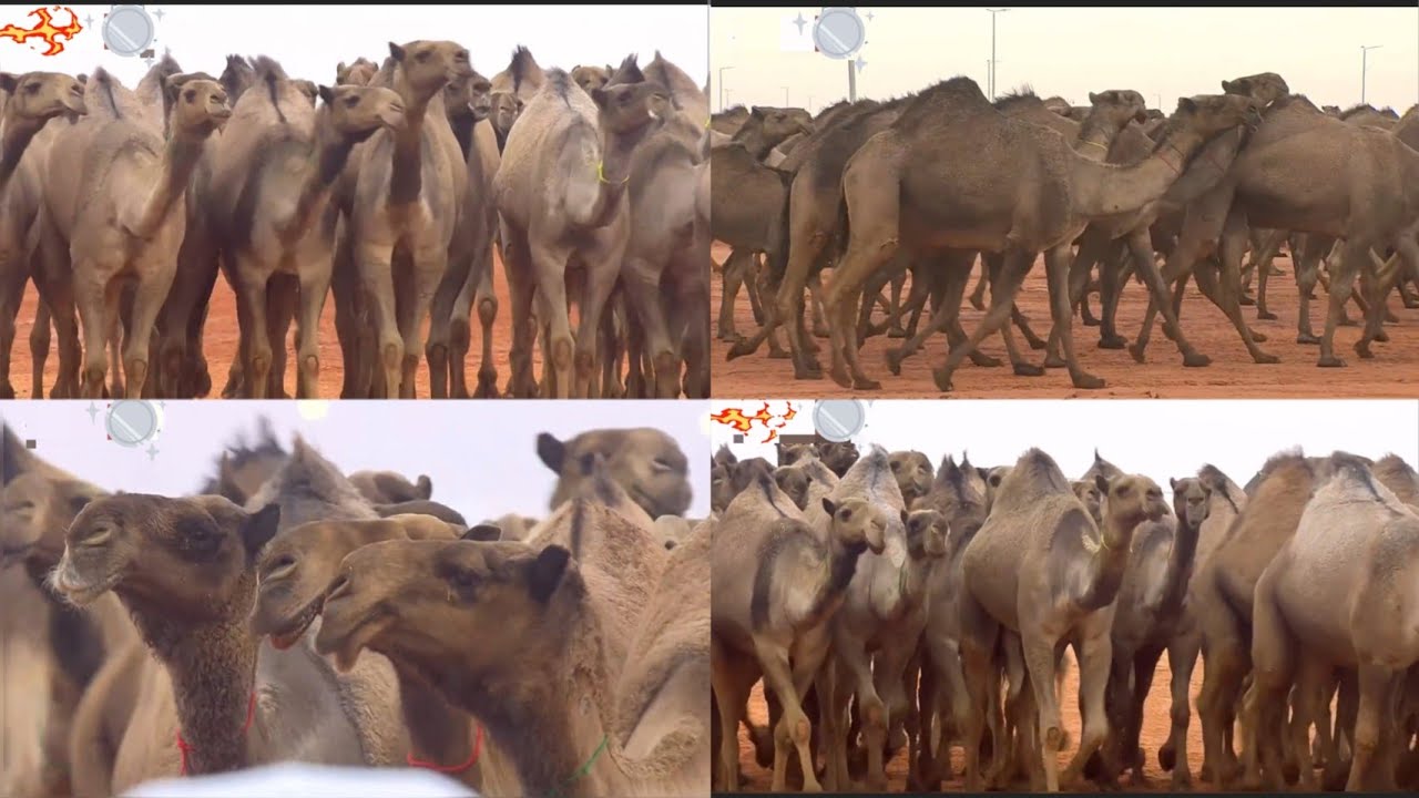 منقيّة الندر تحصد المركز الثاني في بيرق المؤسس لـ لون الصفر 🤩لمالكها حمود دبوس مبارك الدبوس