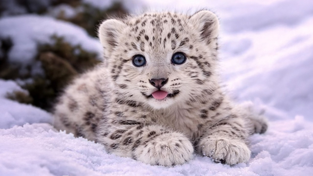 When Cute Baby Animals Get Caught Being Goofy 😂 Funniest Animals Video Ever