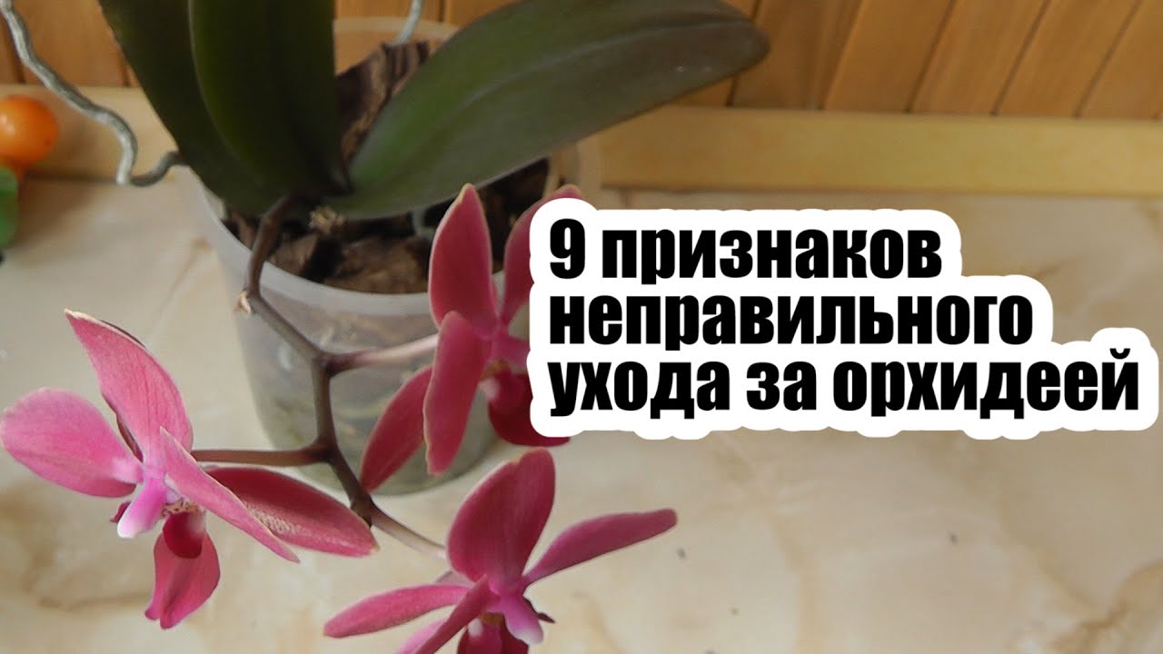 9 ошибок в уходе за орхидеей. Ошибки в уходе за орхидеями