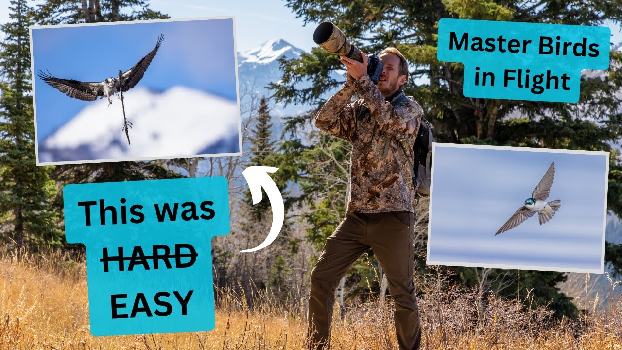 Photographing Birds in Flight made EASY! Know what the birds will do before they do. Settings & tips
