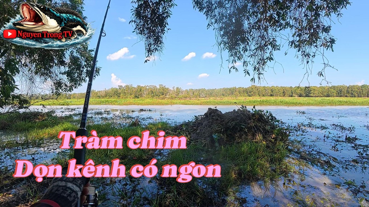 C&acirc;u c&aacute; l&oacute;c Dọn k&ecirc;nh Tr&agrave;m Chim