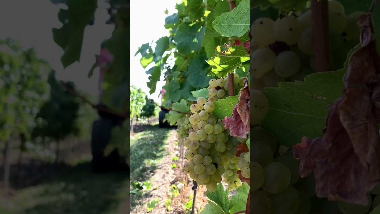 Traubenernte Ero 7000 Bibinger Weinbauservice