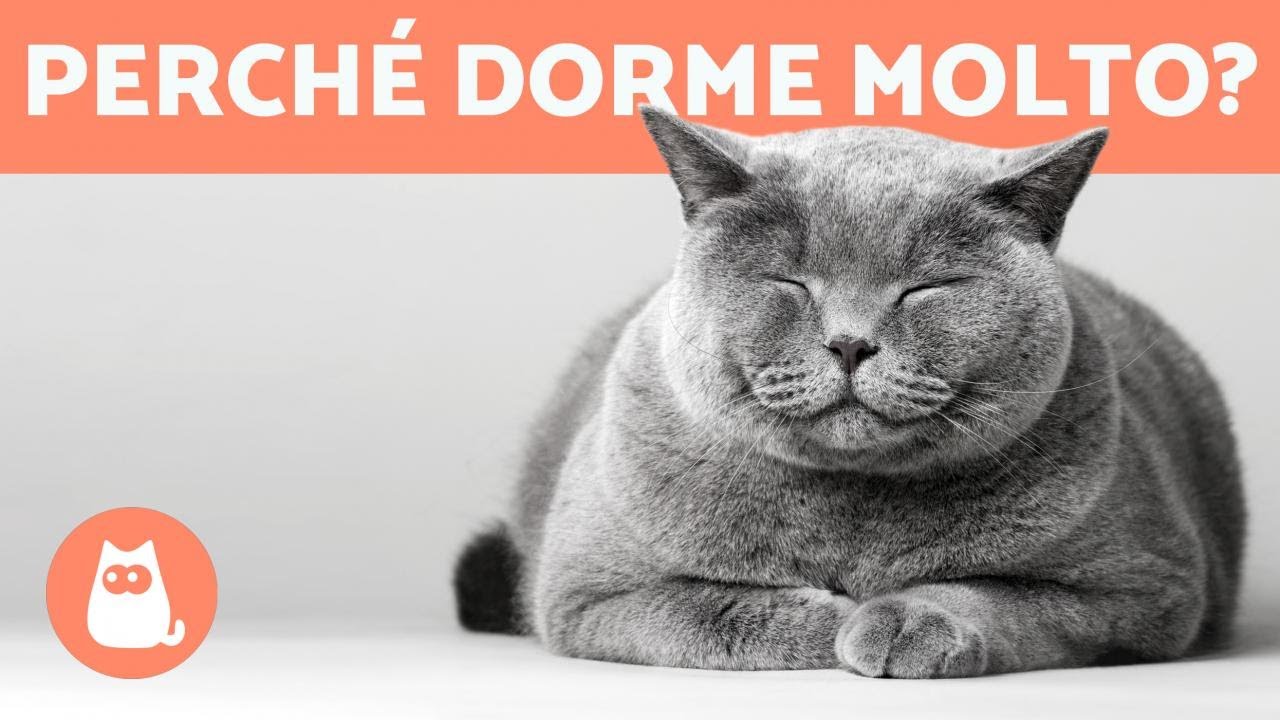 Perché il mio gatto DORME SEMPRE? È normale? 🐱💤