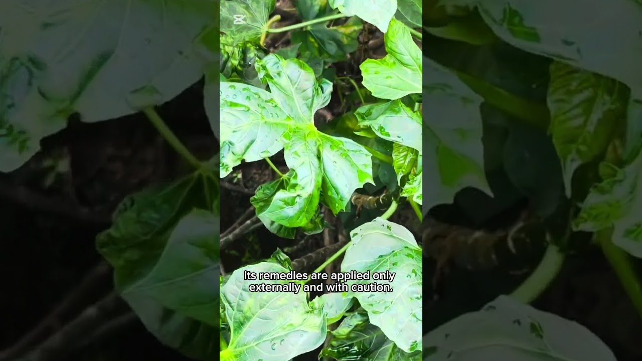 Jatropha Curcas &ndash; The Physic Nut Plant 