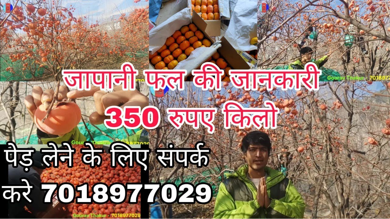 जापानी फल 350/kg की सचाई और पुरी जानकारी । जापानी फल के पेड़ के लिए संपर्क करे।  #persimmon_fruit