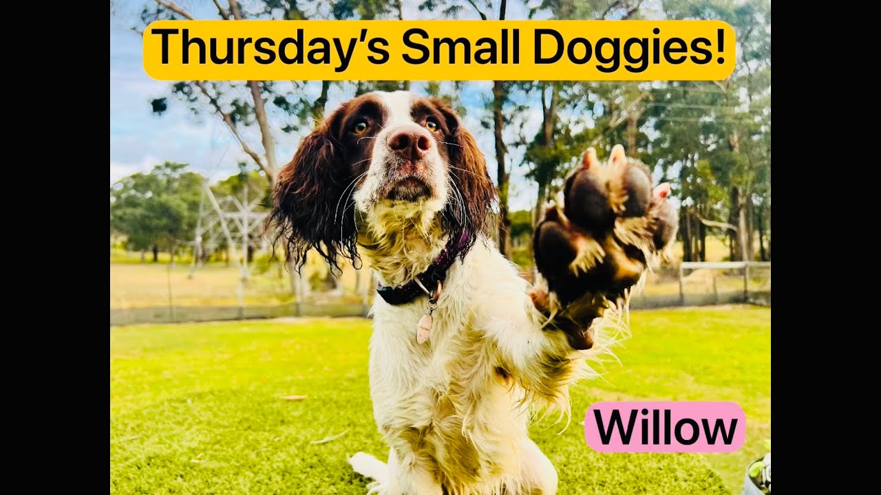 A splendidly fun-filled🤩day for the littles! 🐶☀️🎾🔵🏍️