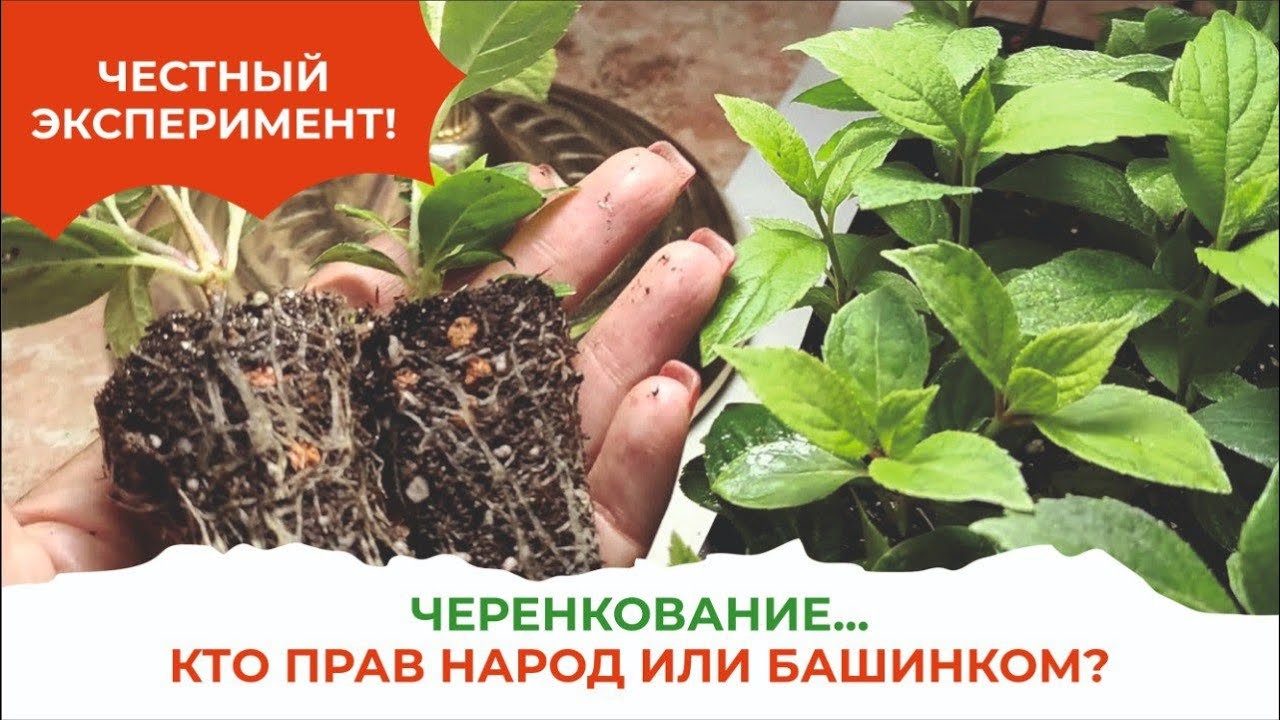 Не умирай, черенок! КорнеСил Башинкома поднимет твой иммунитет
