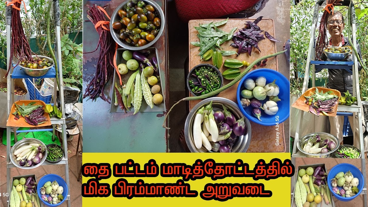 மாடி தோட்டத்திலும் மிக பிரமாண்ட அறுவடை எடுக்கலாம்