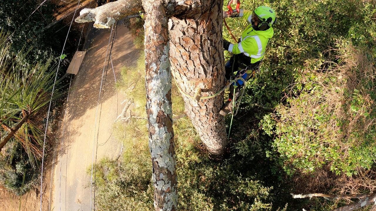Arborists race to cut down problematic trees before winter storm