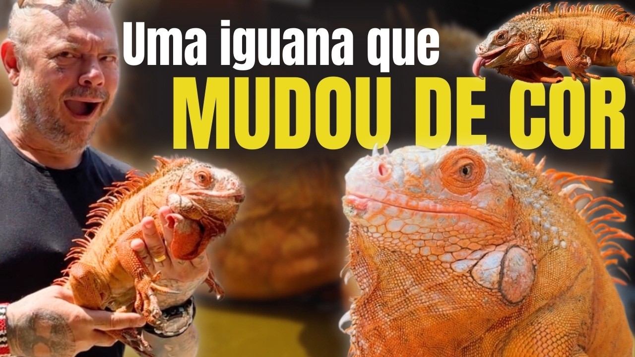MUTAÇÃO INCRÍVEL! ESSA IGUANA NÃO ERA ASSIM!
