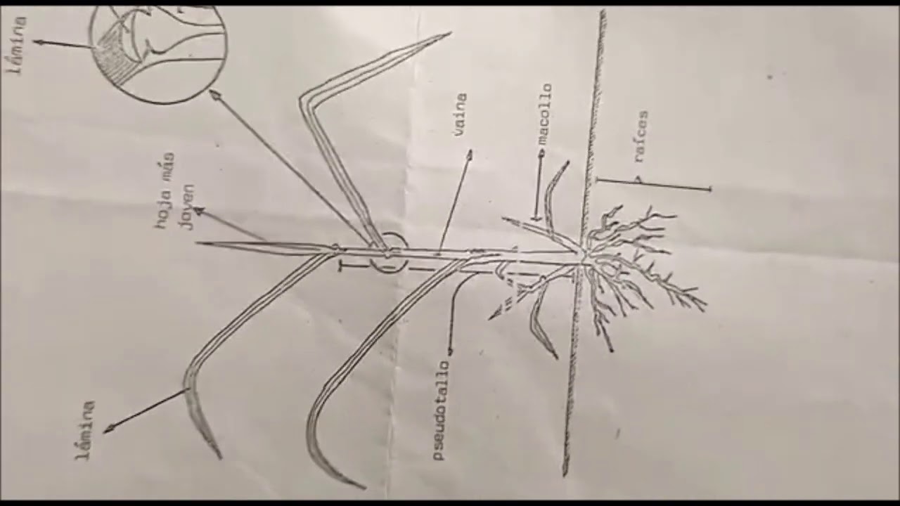 Gram&iacute;neas y leguminosas - forrajes