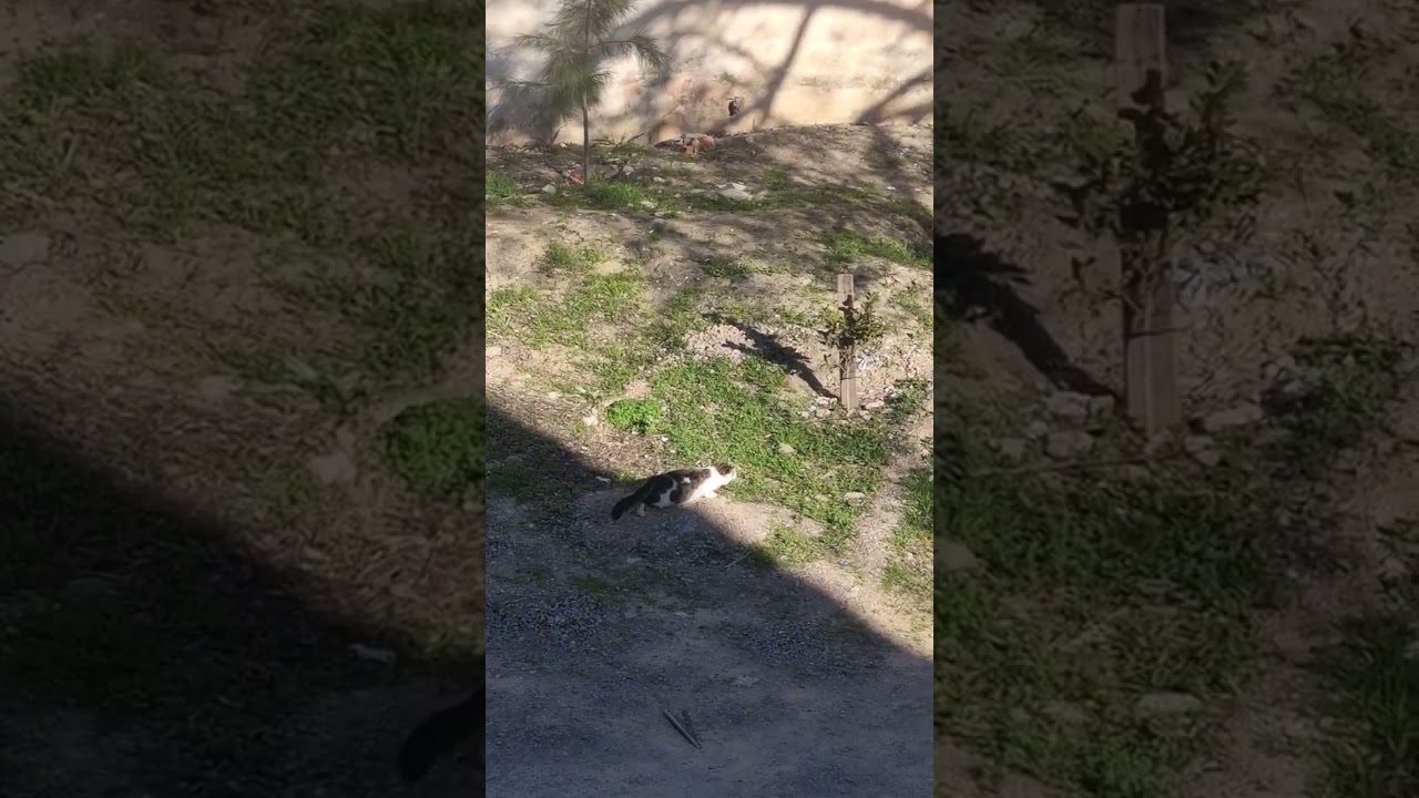 محاولة بلا جدوى😁😁 قط يحاول 🐱 أن يصطاد 🕊️ يمامةً
