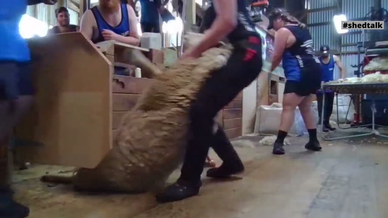 4th Run Amy Silcock Shearing World Record 2024