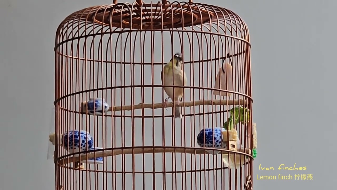 Lemon finch ~ 柠檬燕