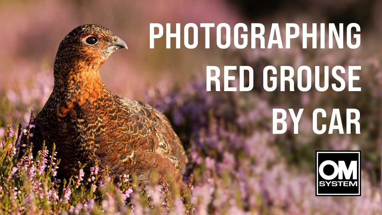 Photographing Red Grouse in Purple Heather - Yorkshire Moors