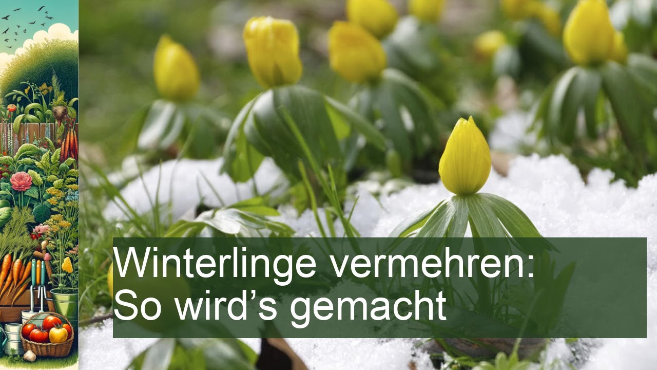 Sie lieben Winterlinge? Vermehren Sie sie jetzt!