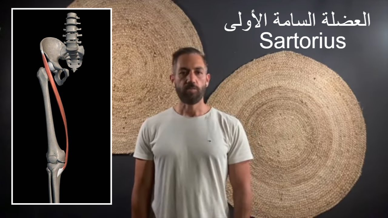 ٥٢ - العضلة السامة : لن ينعم مفصل الركبة بالسلام إذا لم تنعم به هذه العضلة - إفحص هذه العضلة بنفسك