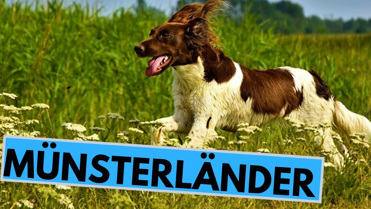 Small and Large Münsterländer Dog Breed - Facts and Information