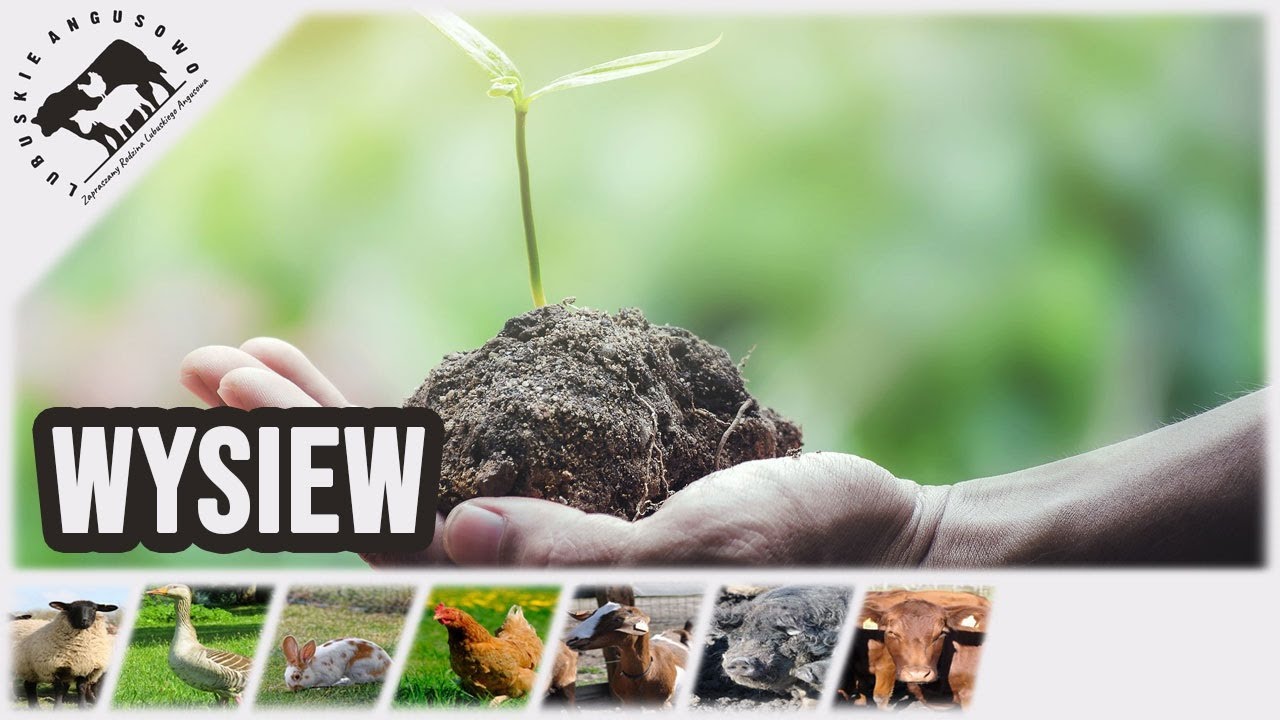 Lubuskie Angusowo - S3 E16 - Wysiew roślin biodynamicznych