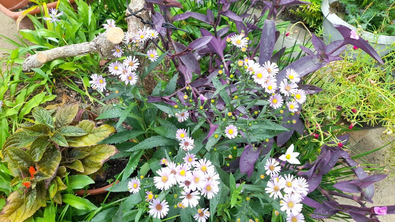 Querem ver coisas lindas? Vamos entrar no meu jardim 🌺🦋