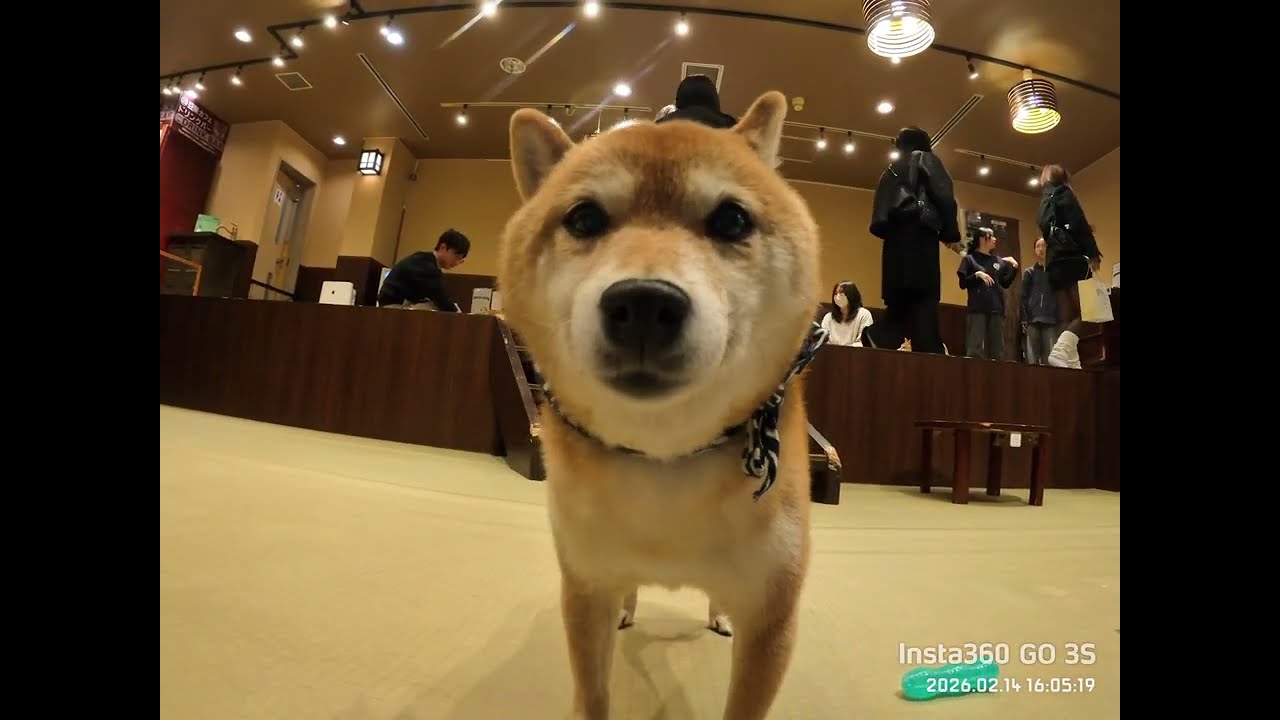 京都豆柴 CAFE 2 @20260212