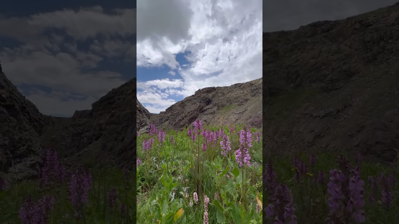 Deosai plains, 4,114 metres (13,497 feet) skardu. #deosai #shorts #nature