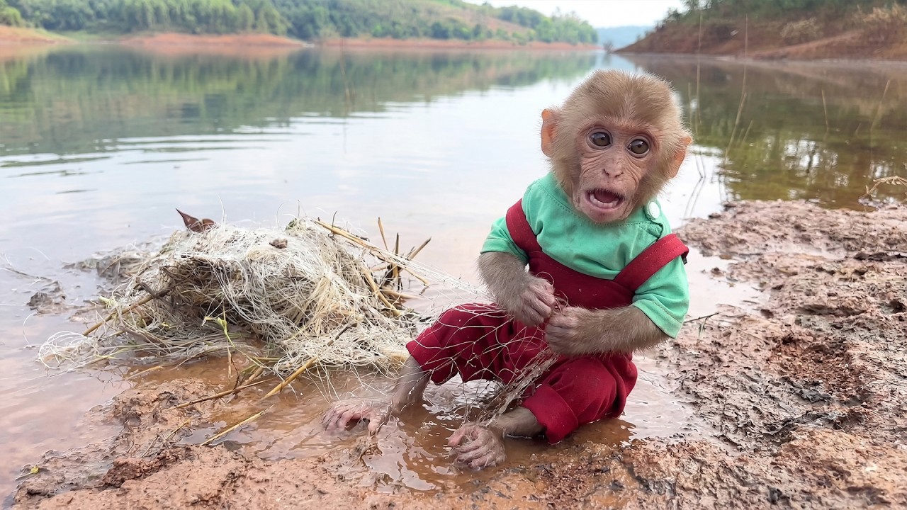 Oh No! Monkey Bon Gets Stuck in Fishing Net While Dad Is Busy