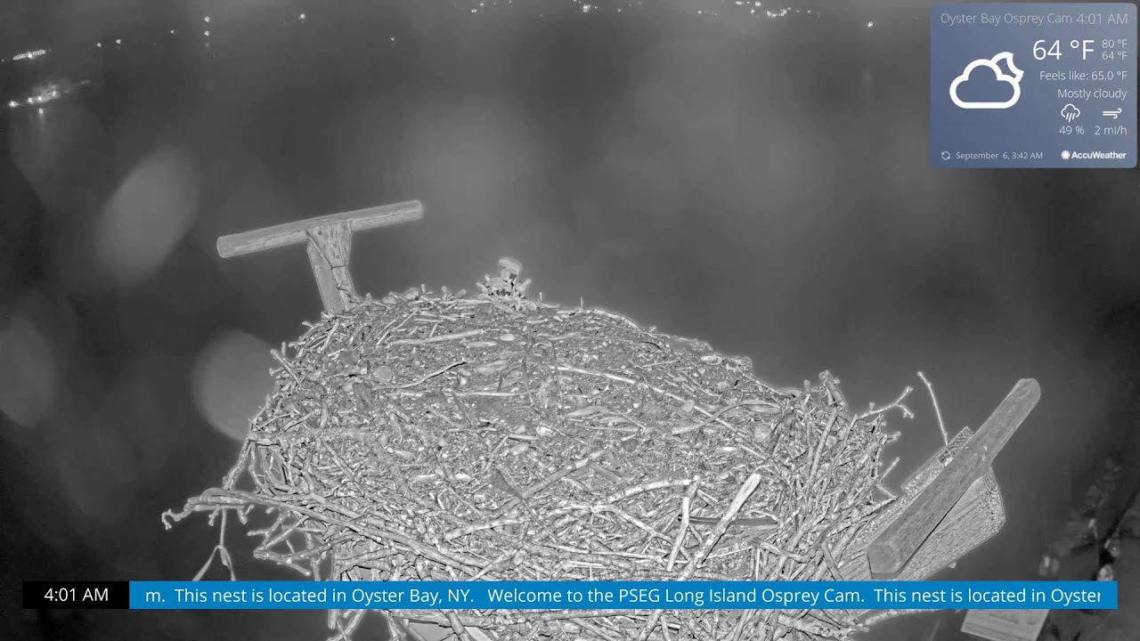 Osprey Cam Live 4K - Oyster Bay, NY