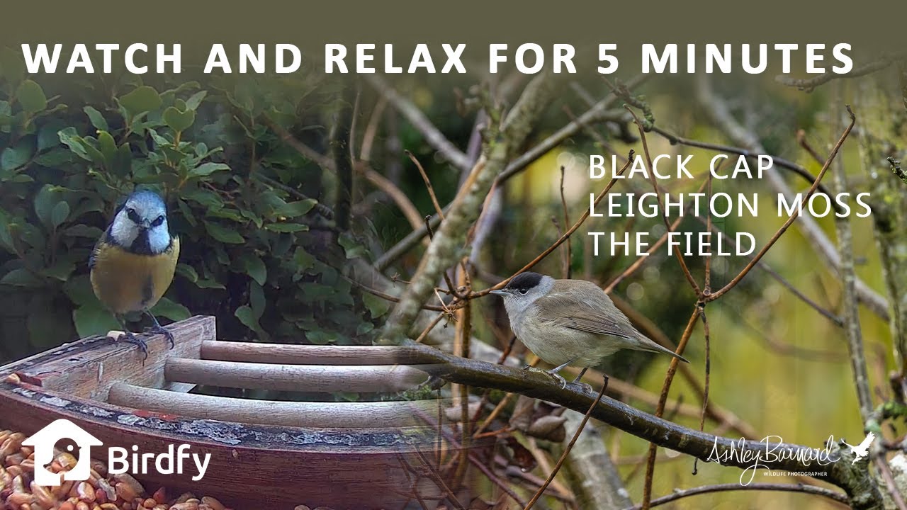 Новости дикой природы: действие камеры Birdfy — Лейтон Мосс — The Field