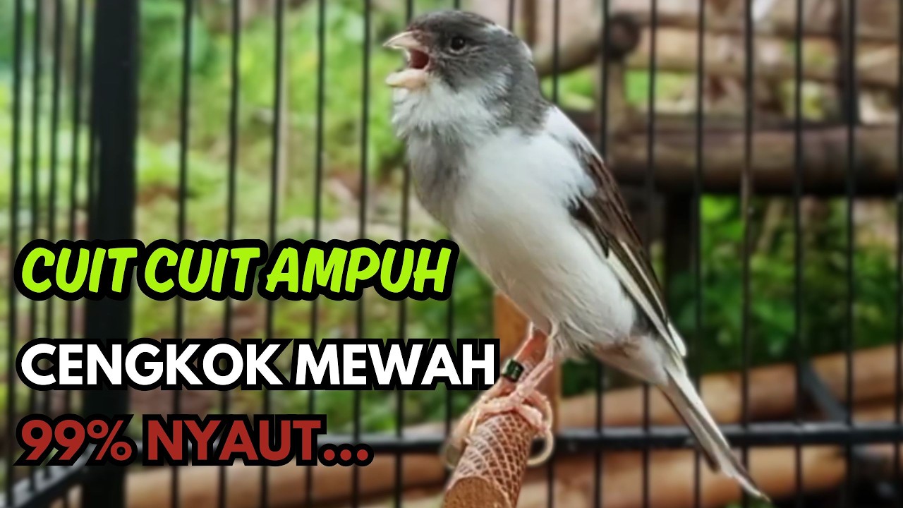 KENARI GACOR  Cuit CUIT BIRAHI SUARA Kenari MASTERAN TERBAIK UNTUK PANCINGAN & MASTERAN Kenari PAUD