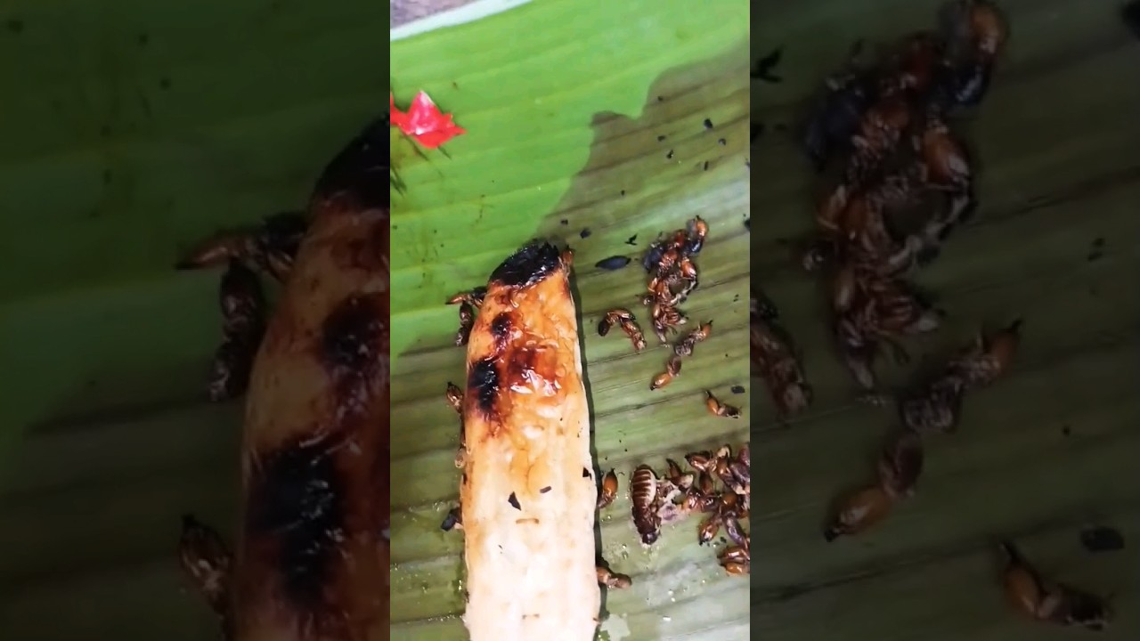 how we prepare termites/healthy insect based protein#viral#shorts
