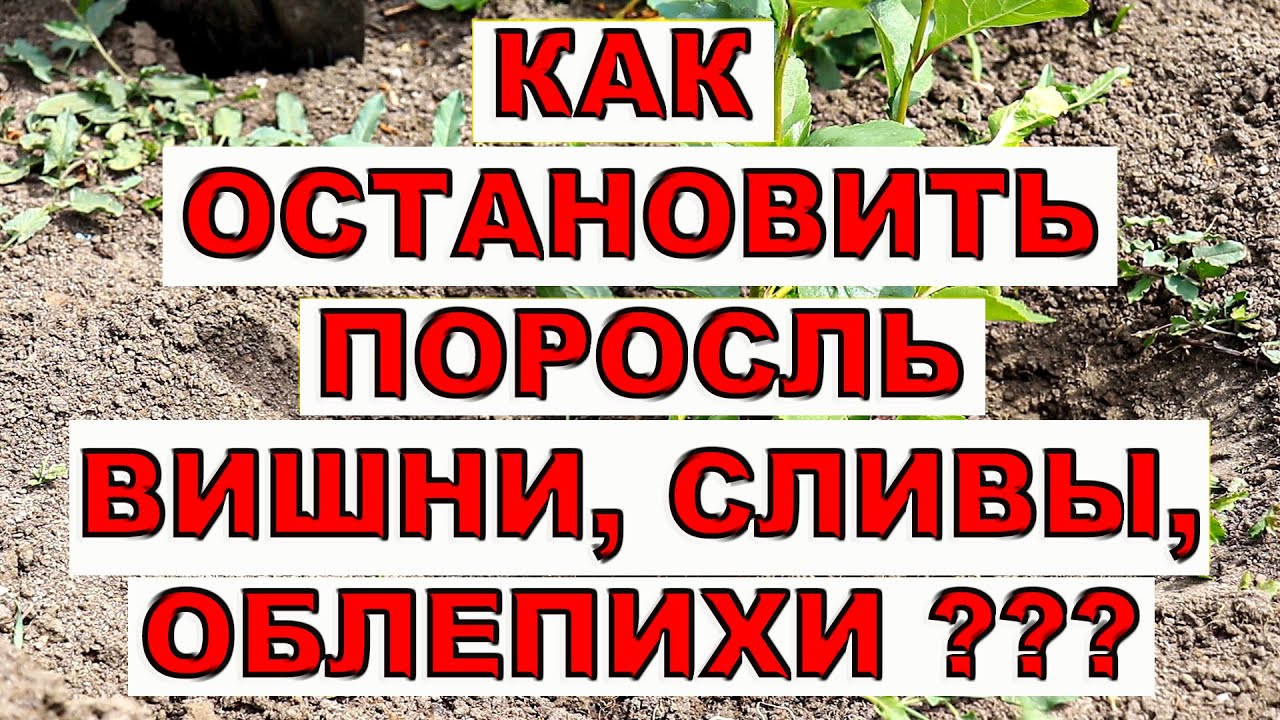 КАК ОСТАНОВИТЬ ПОРОСЛЬ ВИШНИ, СЛИВЫ И ГРУШИ