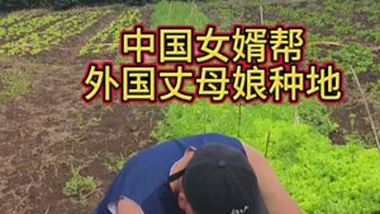 中国女婿帮外国丈母娘种地，向下南洋打拼的中国人致敬#外国乡村生活 #印度尼西亚 #外国媳妇回娘家 #中国女婿在印尼 #印尼种地
