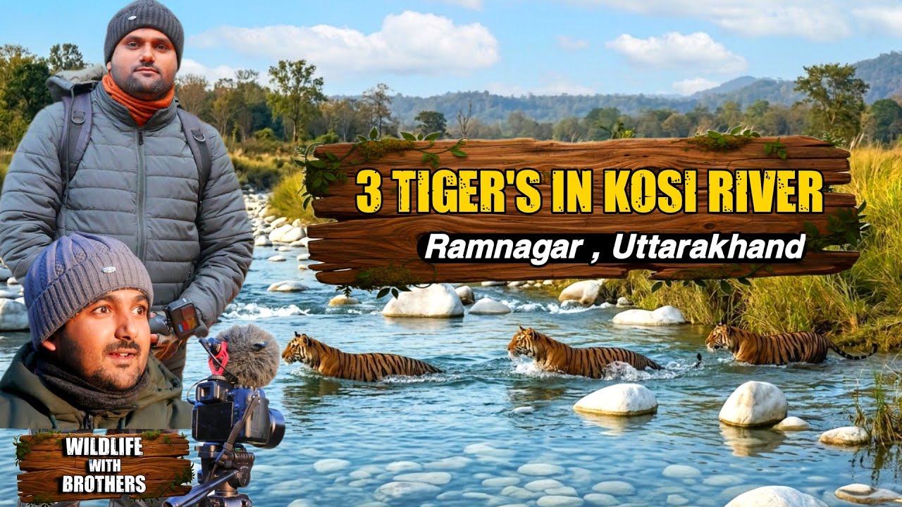 Wildlife With Brothers |Tiger Sighting In Kosi River | Real Wildlife Sighting | Indian Jungle Safari