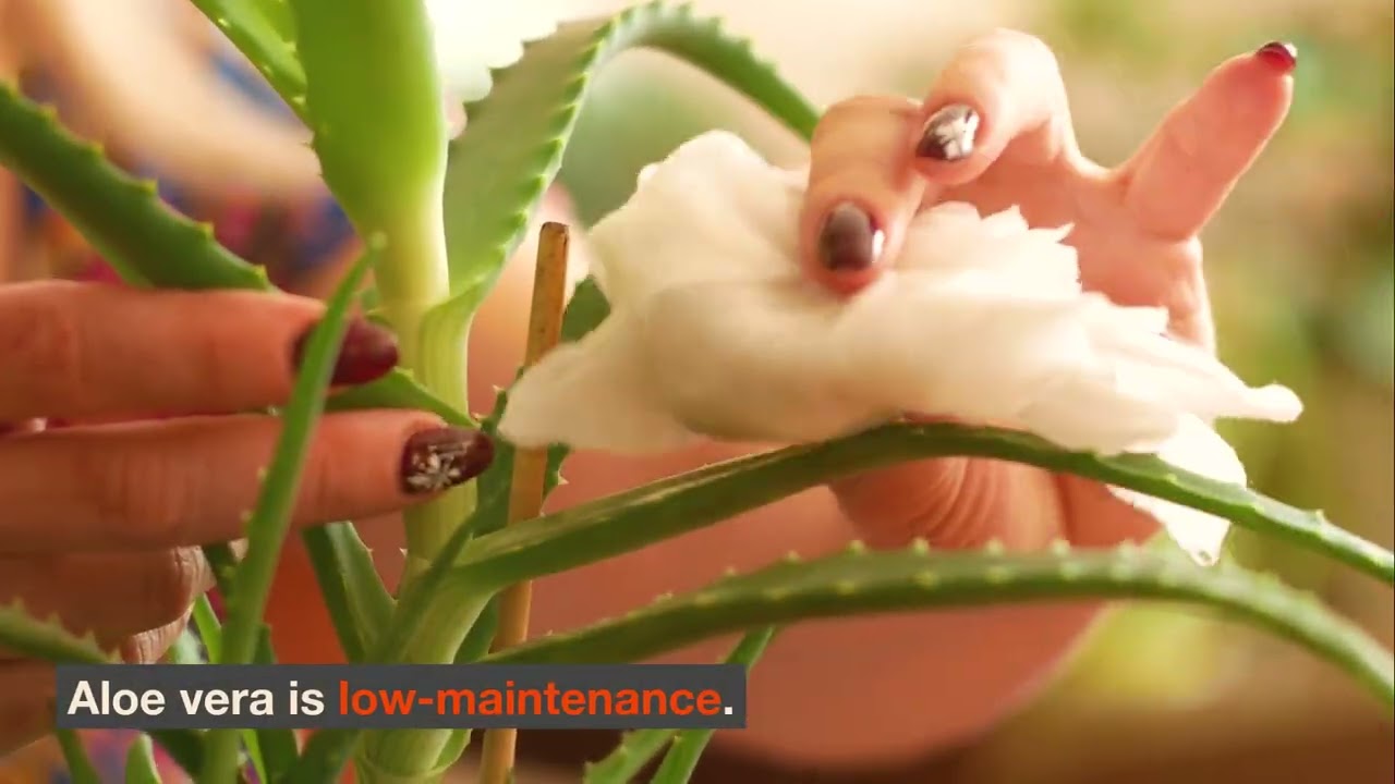 Why You Should Start Growing Aloe Vera Plant at Home