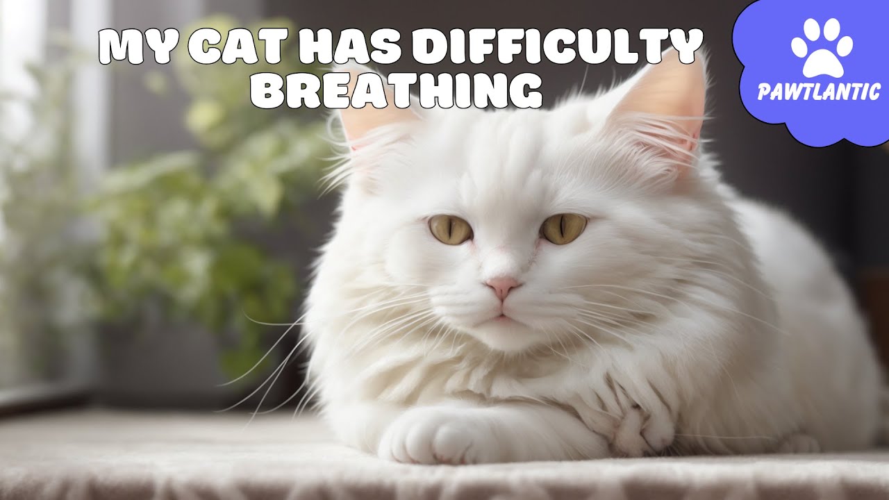 My CAT Has DIFFICULTY BREATHING | Cat Tips